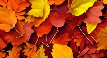 Hintergrund von farbigen nassen herbstlichen Ahornblättern an einem Morgen foto