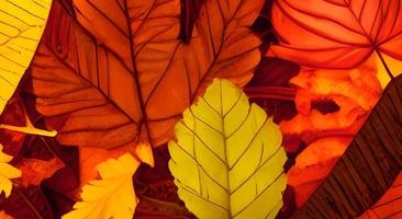 roter und oranger Herbstlaubhintergrund foto