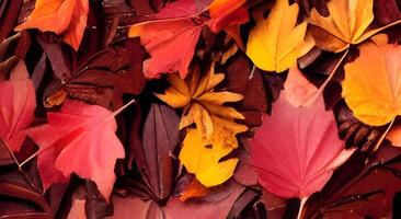 Herbstlandschaft mit leuchtend bunten Blättern. Indischer Sommer. Laub. foto