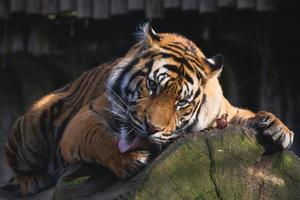 ein Tiger, der auf einem Baumstamm liegt und seine Pfote leckt foto