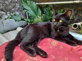 eine Hauskatze in schlichtem Tiefschwarz oder einfarbigem Schwarz mit hellbraunen Augen entspannt dasitzt, sollen schwarze Katzen ihren Besitzern Glück bringen. foto