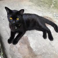 eine Hauskatze in schlichtem Tiefschwarz oder einfarbigem Schwarz mit hellbraunen Augen entspannt dasitzt, sollen schwarze Katzen ihren Besitzern Glück bringen. foto