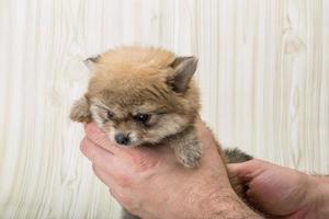 pommerscher spitz auf holzhintergrund foto