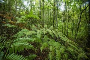 grüner Farnbaum Natur im Regenwald - Landschaft dunkler Tropenwald üppig foto