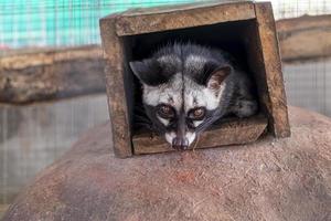 Viverridae in einer Holzkiste, die in die Kamera schaut foto