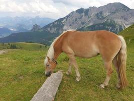 in den bayerischen alpen foto