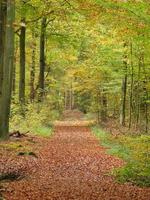 Herbstzeit in Westfalen foto