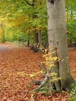 Herbstzeit in Westfalen foto