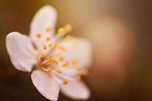 blühende kirschbäume im frühling, frühlingshintergrund foto