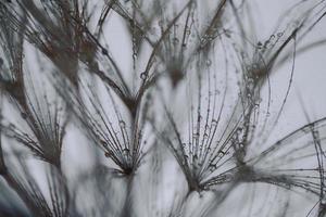 Löwenzahn mit Wassertropfen gefiltert foto