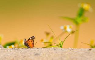 Amerikanische Distelfalter Vanessa Virginiansis Schmetterling, der von der Kamera wegschaut, auf Sanddüne mit spanischer Nadel bidens alba wächst. orange gelber Bokeh-Hintergrund. foto