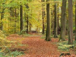 Herbstzeit in Westfalen foto