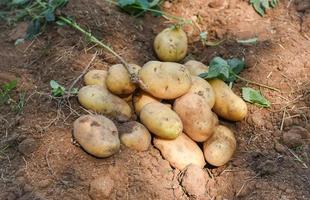 frische Kartoffelpflanze auf dem Boden, Ernte von reifen Kartoffeln landwirtschaftliche Produkte vom Kartoffelfeld foto