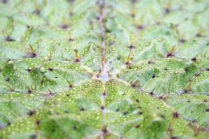 nahaufnahme dorn von victoria waterlily blatt foto