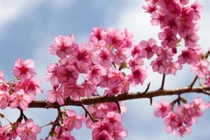 Zweig mit rosa Sakura-Blüten foto