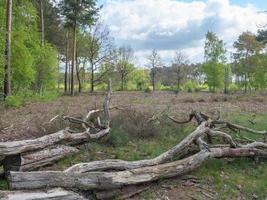 Wandern in der Dingdener Heide foto