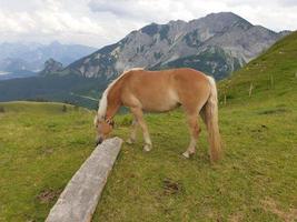 in den bayerischen alpen foto