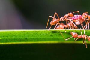 Rote Ameise, Aktion, die für Nahrung auf dem großen Baum des Astes hilft, im Garten zwischen grünen Blättern, unscharfer Hintergrund, selektiver Augenfokus und schwarzer Hintergrund, Makro foto