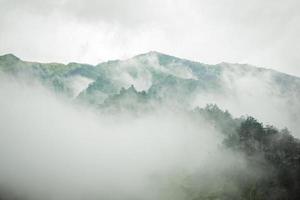 dunkler berg, kiefernwald mit nebel foto