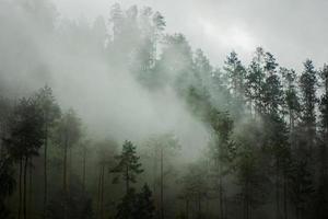 dunkler berg, kiefernwald mit nebel foto