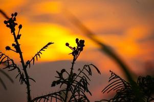 Wildpflanzen bei Sonnenuntergang foto