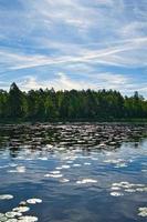 an einem see in schweden in smalland. Seerosenfeld, blaues Wasser, sonniger Himmel, Wälder foto