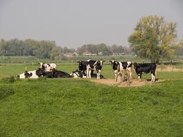 Der Rhein in Deutschland foto