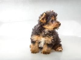 Yorkshire Terrier auf weißem Hintergrund foto