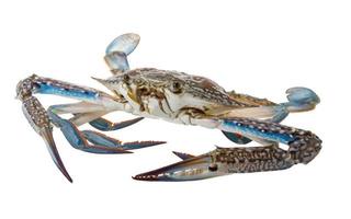 rohe blaue Krabbe auf weißem Hintergrund foto