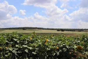 Landschaft in den Bergen im Norden Israels. foto