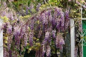 Sommerblumen in einem Stadtpark in Israel. foto