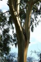 der Stamm eines hohen Baumes in einem Stadtpark. foto