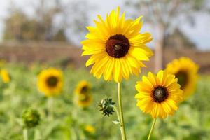 Sonnenblume mit Bokeh Hintergrund foto