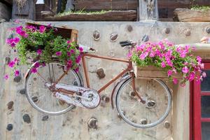 Lila Blume an der alten Vintage-Fahrradwand. foto