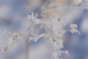 Nahaufnahme von trockenem Gras, auf dem sich im Winter zarte Eiskristalle vor blauem Hintergrund in der Natur gebildet haben foto