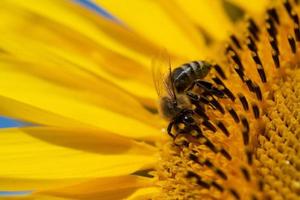 Nahaufnahme einer winzigen Honigbiene, die auf einer Sonnenblume nach Pollen sucht foto