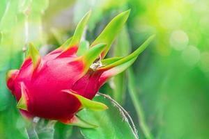 rote drachenfrucht mit zweig auf dem drachenobstbaum im bauernhof, auf grüner naturunschärfe und bokeh-sonnenlicht-morgenhintergrund foto