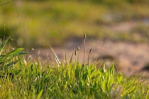 Spitzwegerich-Pflanzen und üppiges grünes Gras auf dem Feld foto