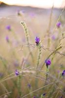 Blumen mit geringer Schärfentiefe foto