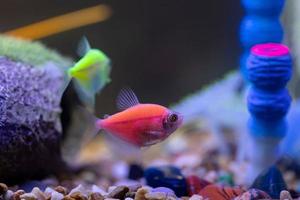 leuchtende Salmler in einem Aquarium foto