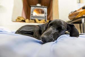 schwarzer hund, der vor kamin schläft foto