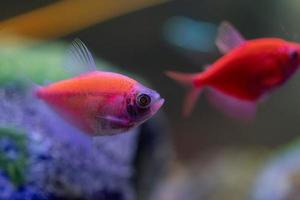 leuchtender Tetra-Fisch in einem Tank foto