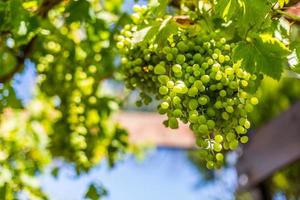 grüne Trauben in einem Weinberg foto