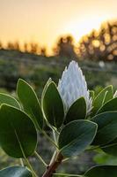 Protea-König in der Natur foto