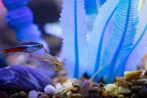 Neon-Tetra-Fische schwimmen in einem künstlichen Tank foto