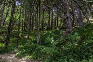 Waipu-Höhle, Neuseeland foto