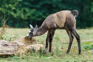 Porträt von Lama foto