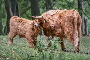 Hochlandrinder auf Wiese foto