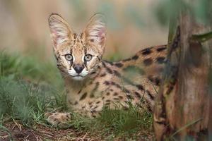 Serval im Gras foto