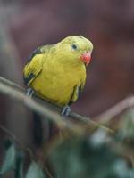 Regentenpapagei im Zoo foto